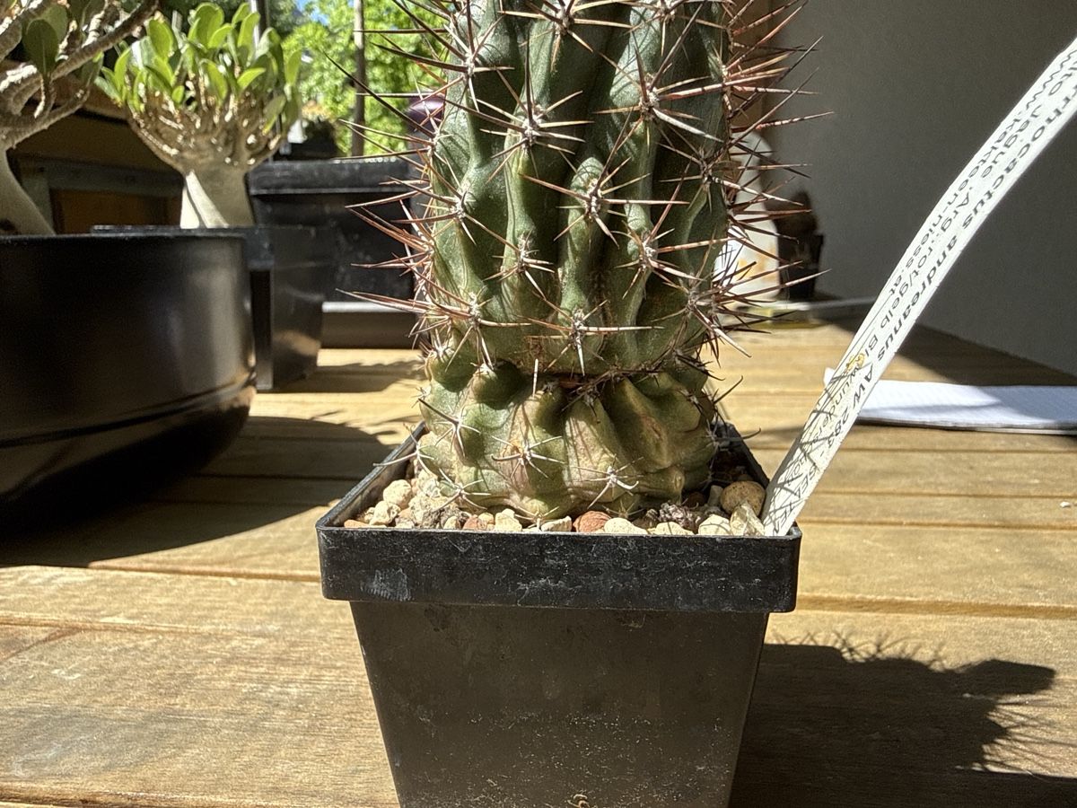 Piante & sementi: Pyrrhocactus andreanus AW 283 – Usato da Rorbas venduto da SimS0n 6