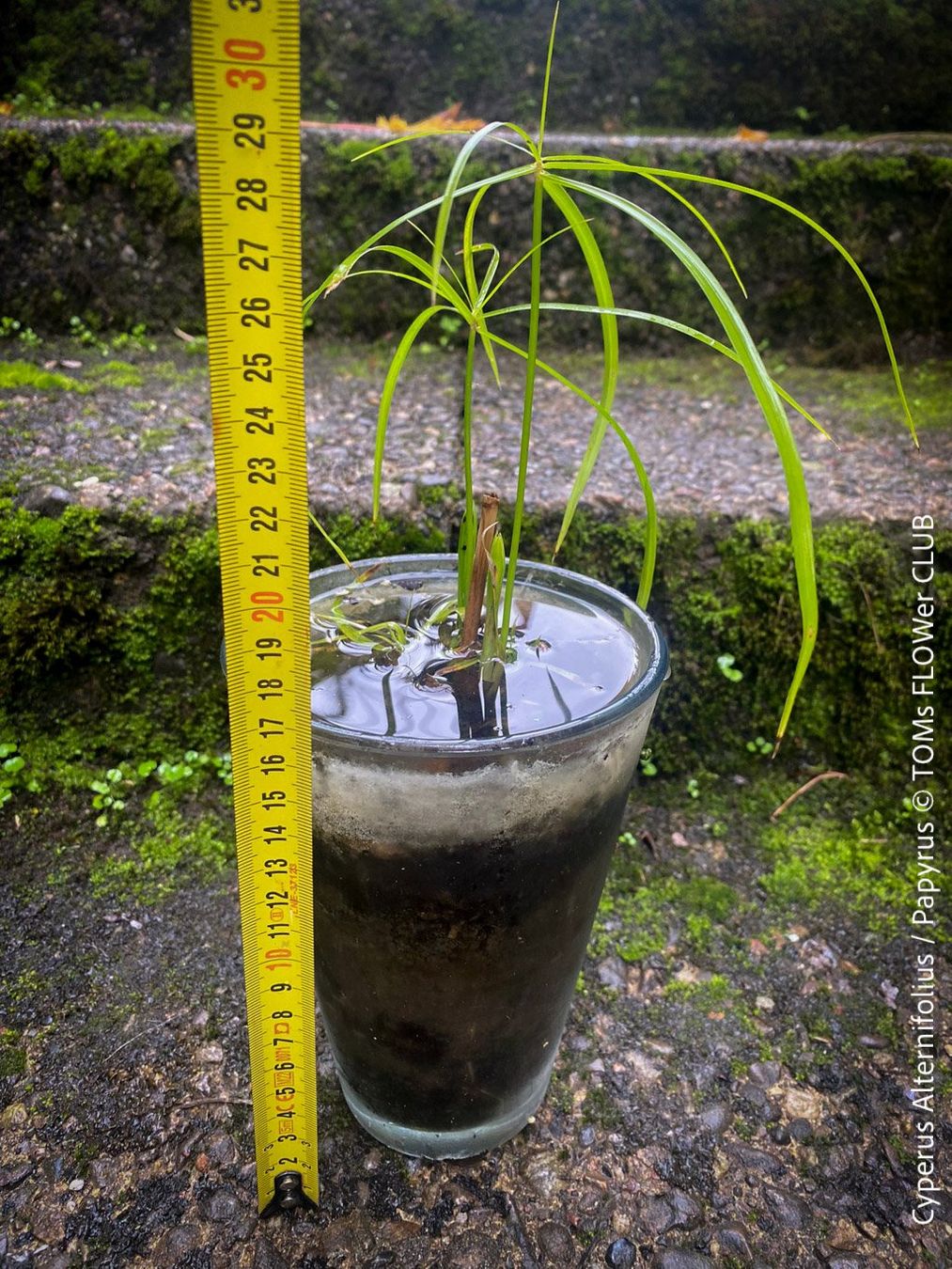 Piante & sementi: Cyperus Alternifolius - Dein Papyrus in GlasVase – Nuovo e nell'imballaggio originale da Adliswil venduto da TAKEYOURPLANT 4