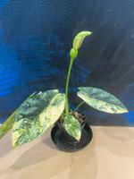 Alocasia Sinuata Variegata Rhizom (1)