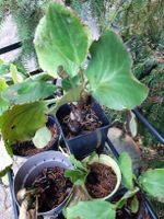 Bergenia Pflanze mit pinken Blueten Staude im Topf