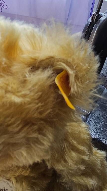 Giocattoli: Steiff Classic Teddybär 32  Mohair  mit Stimme – Usato da Hunzenschwil venduto da Matthinique 6