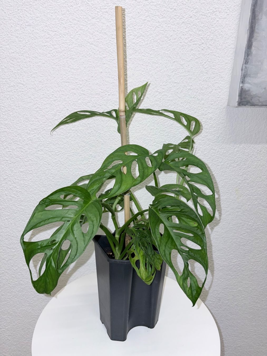 Plantes & graines: Monstera 'Monkey Leaf Monstera adansonii 46 cm – D'occasion à Kilchberg ZH par malibubeach 3