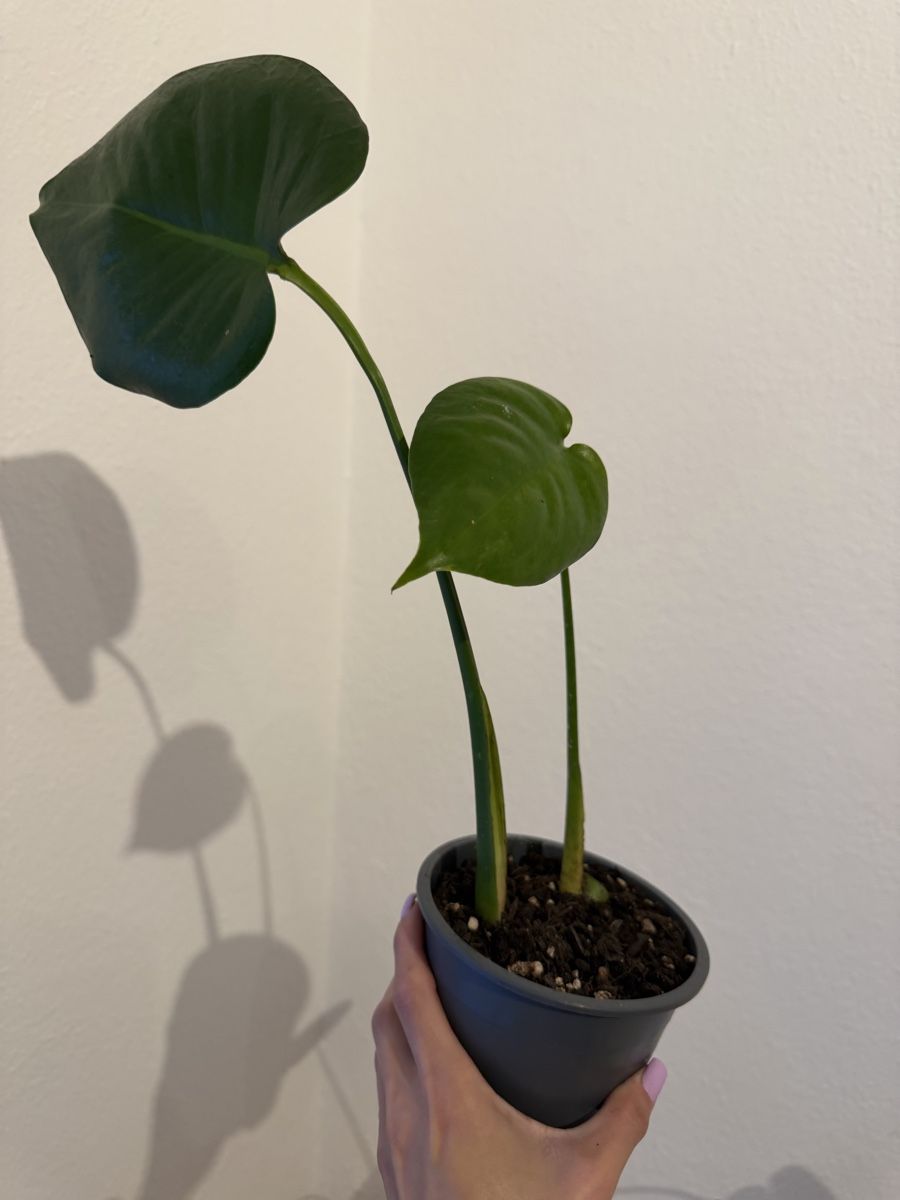 Piante & sementi: Kleine Monstera deliciosa – Nuovo e nell'imballaggio originale da Wikon venduto da alessiadacosta7