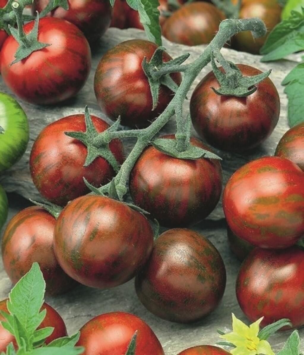 Piante & sementi: 20 Samen ZEBRINO Tomate – Nuovo (secondo la descrizione) da Ehrendingen venduto da VerveinaSamen 1