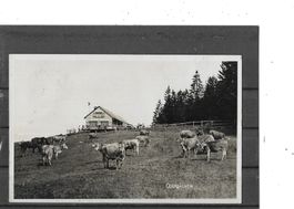 SG Ebnat-Kappel 1930 Alpwirtschaft Oberbächen mit Kühen