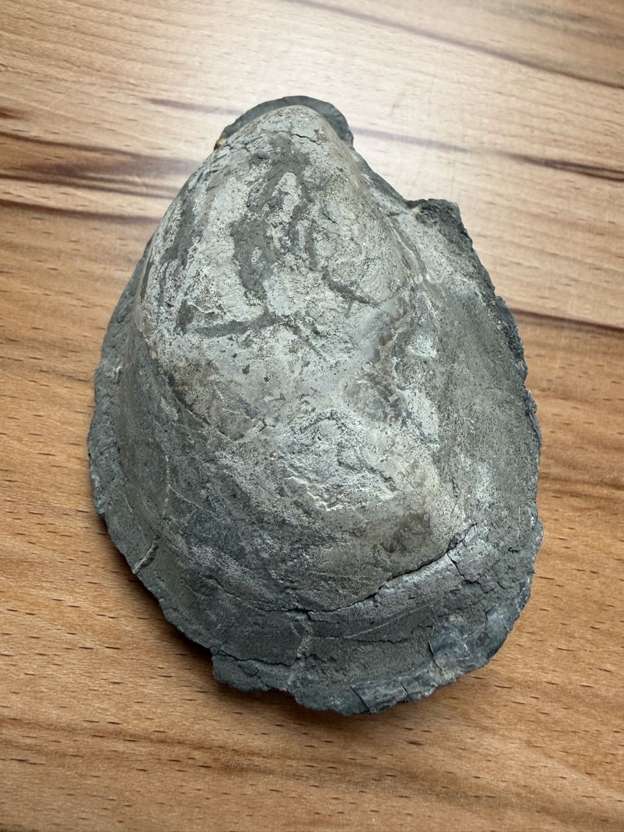 Fossili: Versteinerte Auster – Usato da Grenchen venduto da Bastet007 1