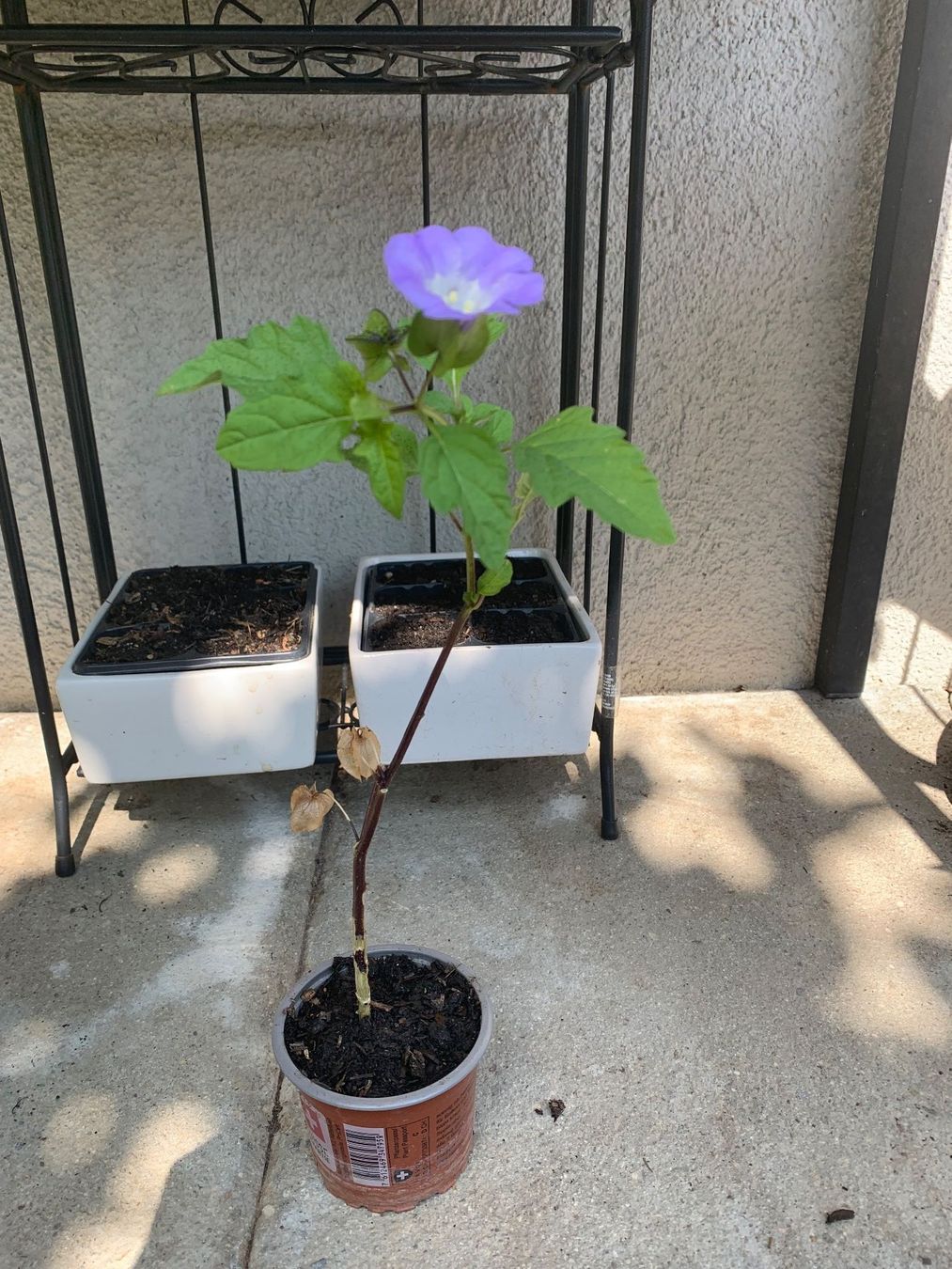 Piante & sementi: GIFTBEERE (Nicandra physalodes) Pflanze – Nuovo (secondo la descrizione) da Hinteregg venduto da ERFOLG78 1