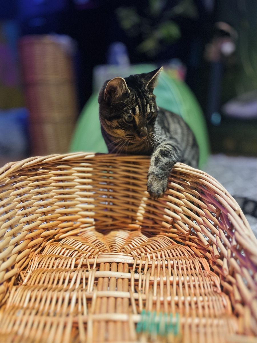 Cucce & Letti: Handgefertigter Weidenkorb für Katzen oder kleine Hunde – Usato da Zürich venduto da sheijla