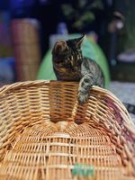 Handgefertigter Weidenkorb für Katzen oder kleine Hunde