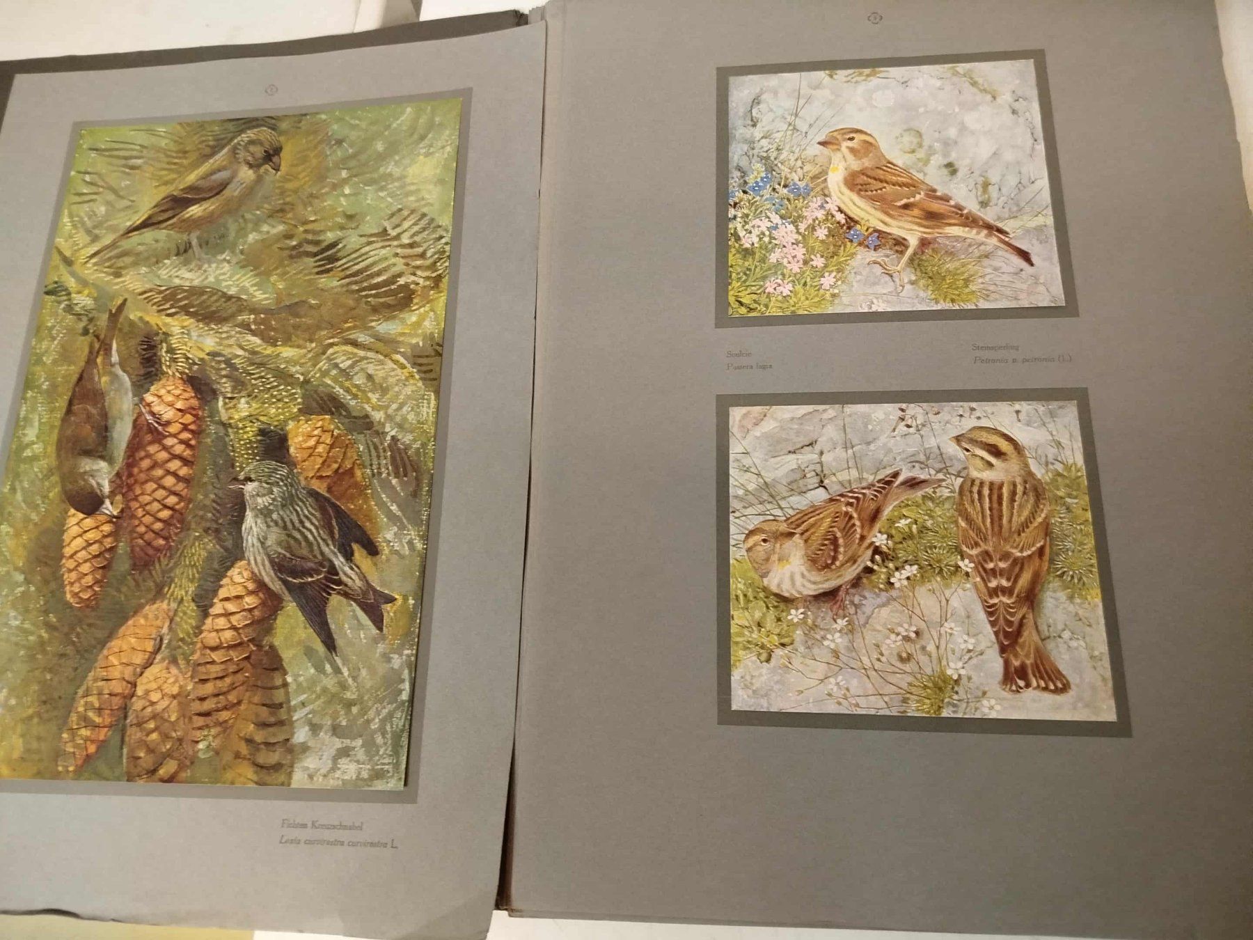 Libri: Catalog " Les Oiseaux de Chez Nous" – Usato da La Chaux-de-Fonds venduto da Emmaus2300CDF 5