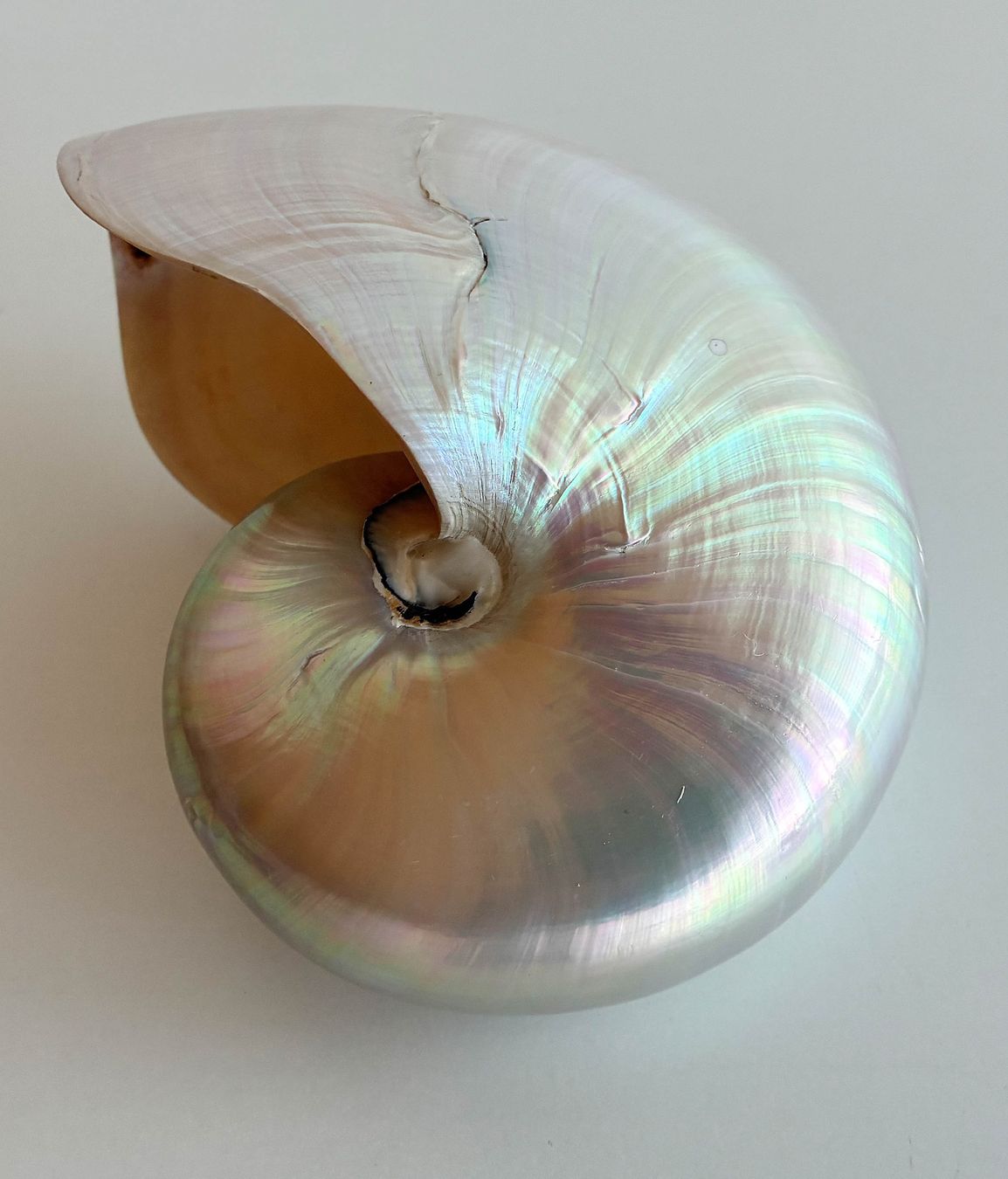 Fossilien: Nautilus / Perlboote – Gebraucht aus Bäretswil von robsonantik 1