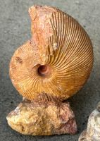 5 Wunderbare Versteinerungen, Fossilien, Amoniten
