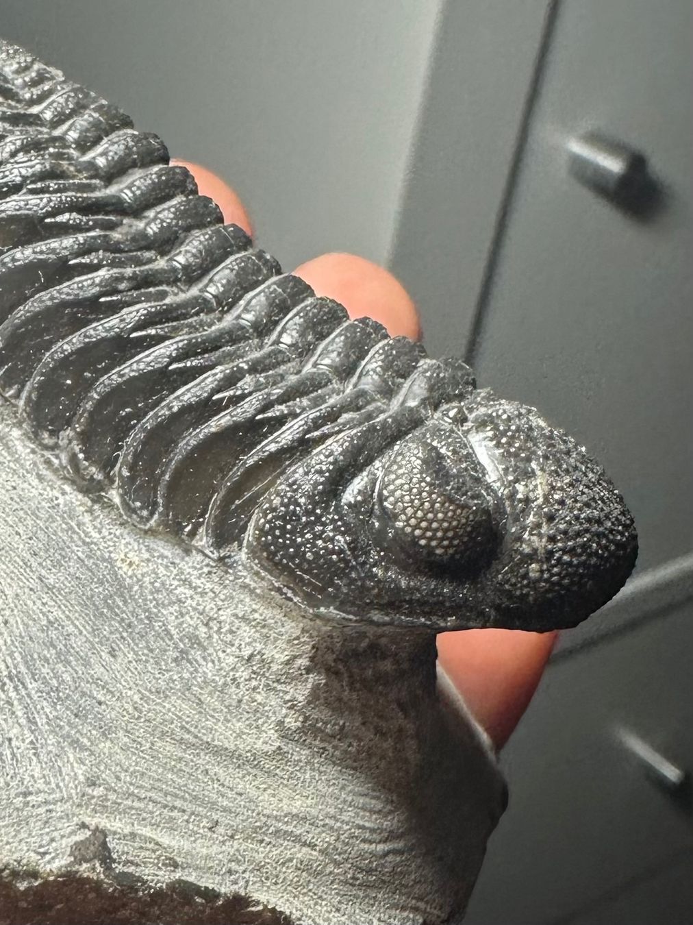 Fossili: Fossiler Trilobit - Phacops sp. – Usato da Lutzenberg venduto da CS65 8