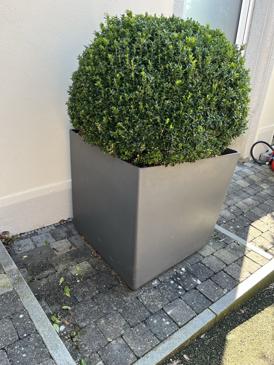 Piante & sementi: Eternit/ Topf/ Buchs /Bonsai – Usato da Bertschikon Gossau venduto da BAUSTOFFHANDELbucher 1
