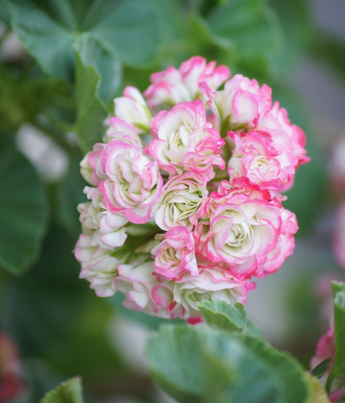 Piante & sementi: Geranien Appelblooms – Usato da seon venduto da Agnom