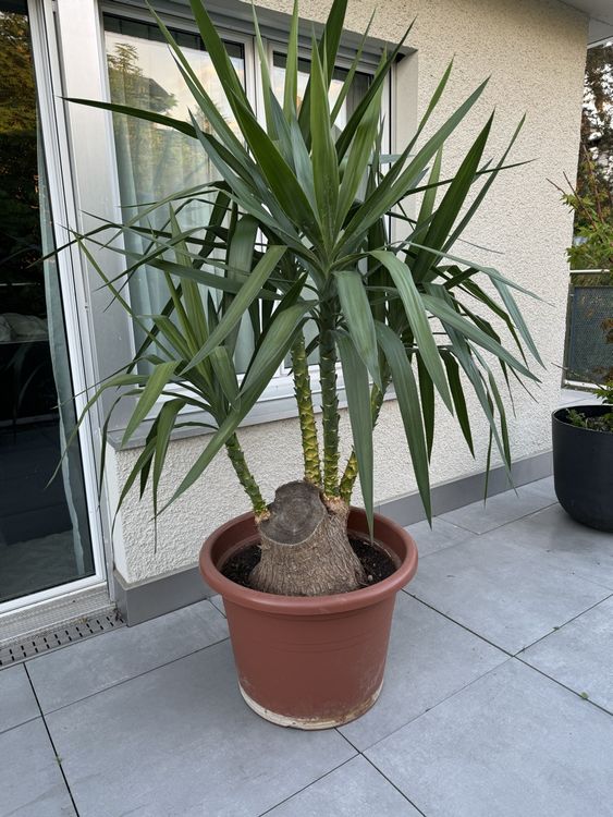 Yucca Palme Pflanze Kaufen auf Ricardo