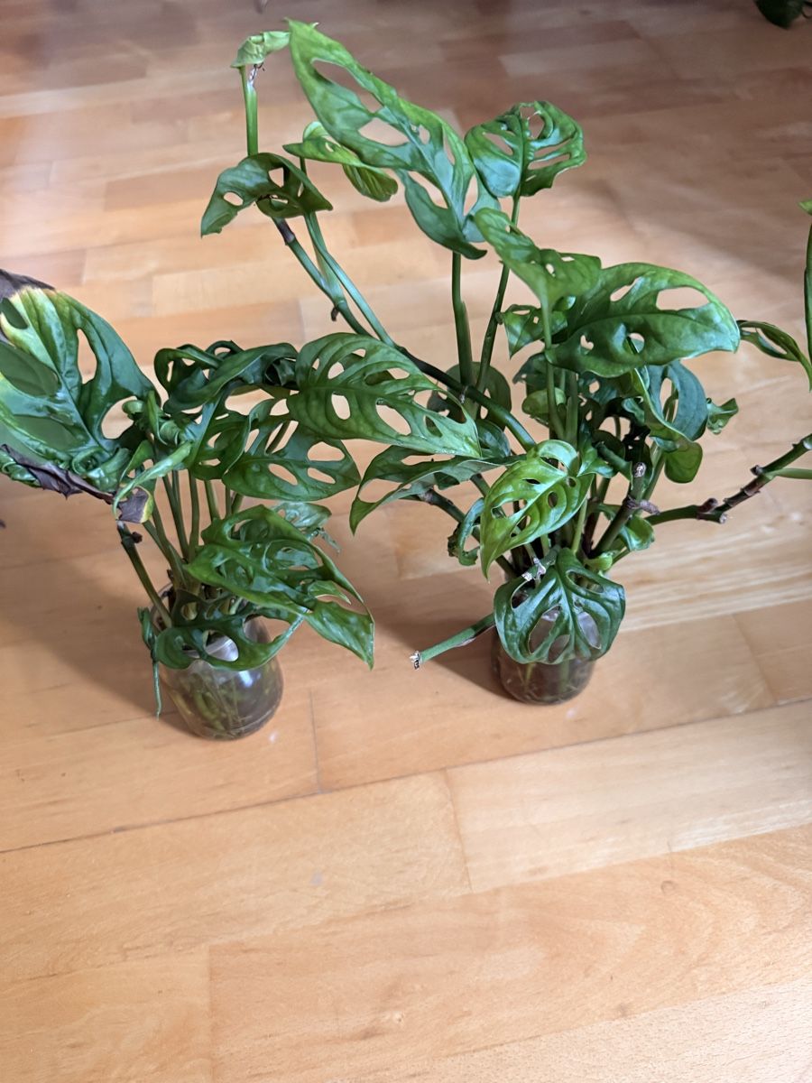 Pflanzen & Samen: Monstera Adansonii (monkey leaf) – Gebraucht aus Rafz von jca_98p5 1