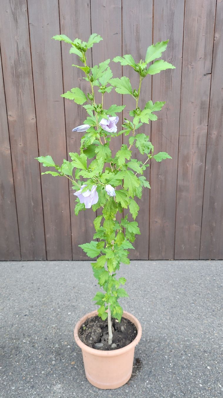 Piante & sementi: Hibiskus violet winterhart, ca. 120 cm – Usato da Glattfelden venduto da peppa11