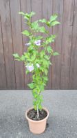Hibiskus violet winterhart, ca. 120 cm