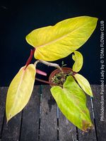 Philodendron Painted Lady - als Steckling für Dich