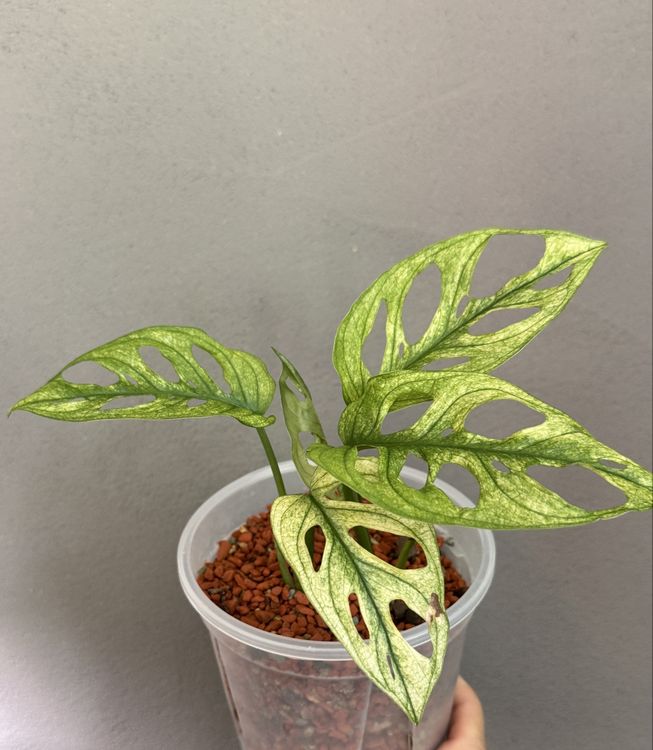 Monstera Adansonii Swedish Ghost (Neu (gemss Beschreibung)) in Grnichen  fr CHF 25  mit Lieferung auf Ricardo kaufen