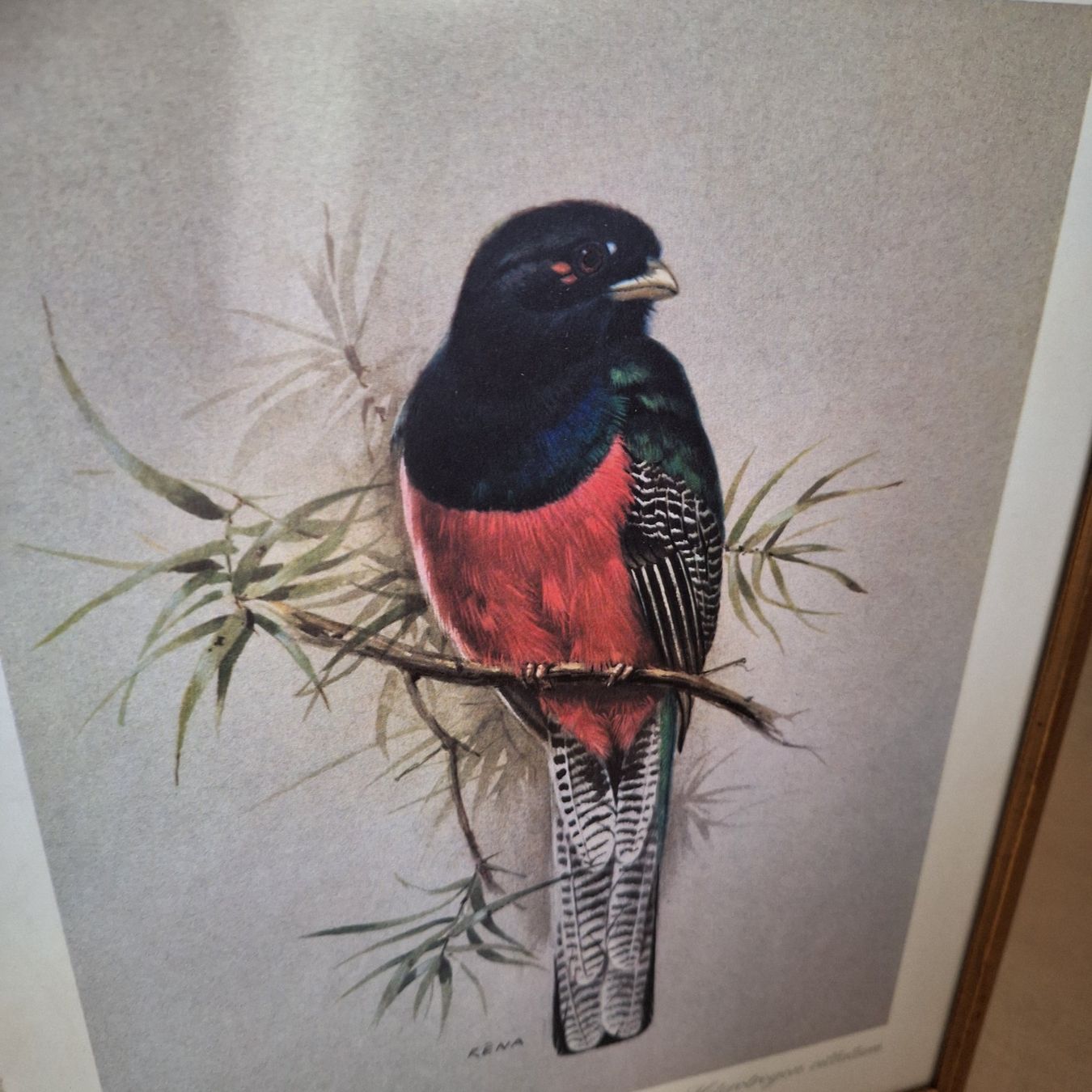 Poster & Bilder: Bild Vintage, Vogel, RENA, Bar-tailed trogon – Gebraucht aus Winterthur von Goldpipau 1