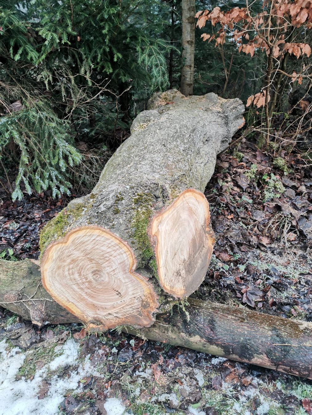 Articoli in legno: Schöner Kirschenbaumstamm Schweizerholz – Usato da Schenkon venduto da Steyr30
