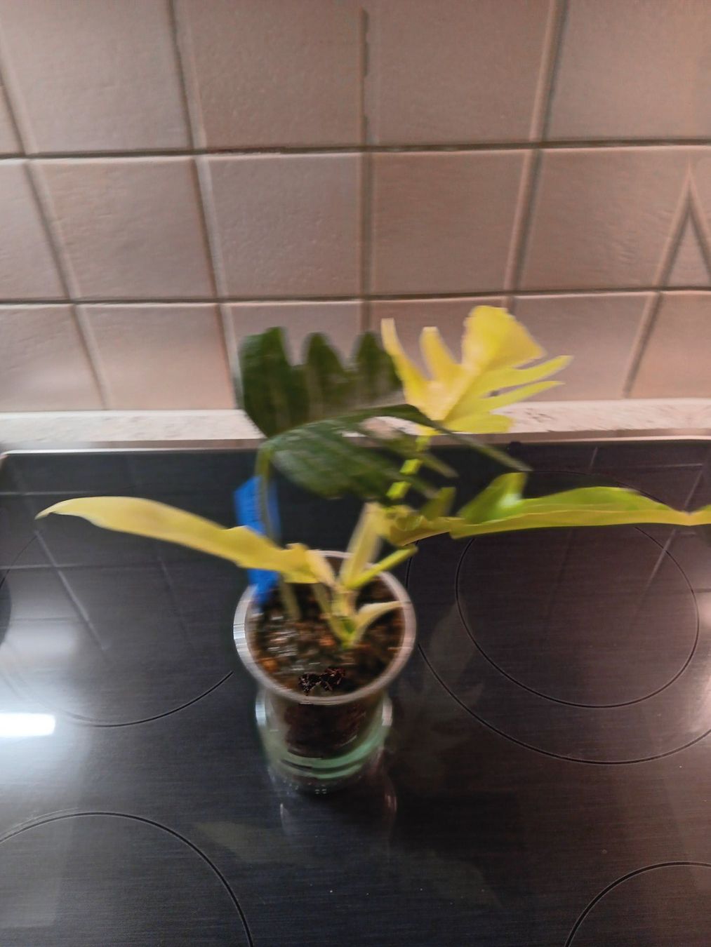 Piante & sementi: Philodendron Flotum Variegata – Usato da Neerach venduto da Pudelmax 2