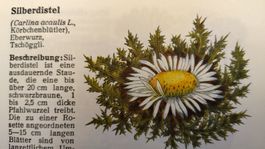 Unsere Heilpflanzen / Hans Flück / Buch 1941 ab Fr. 12.-