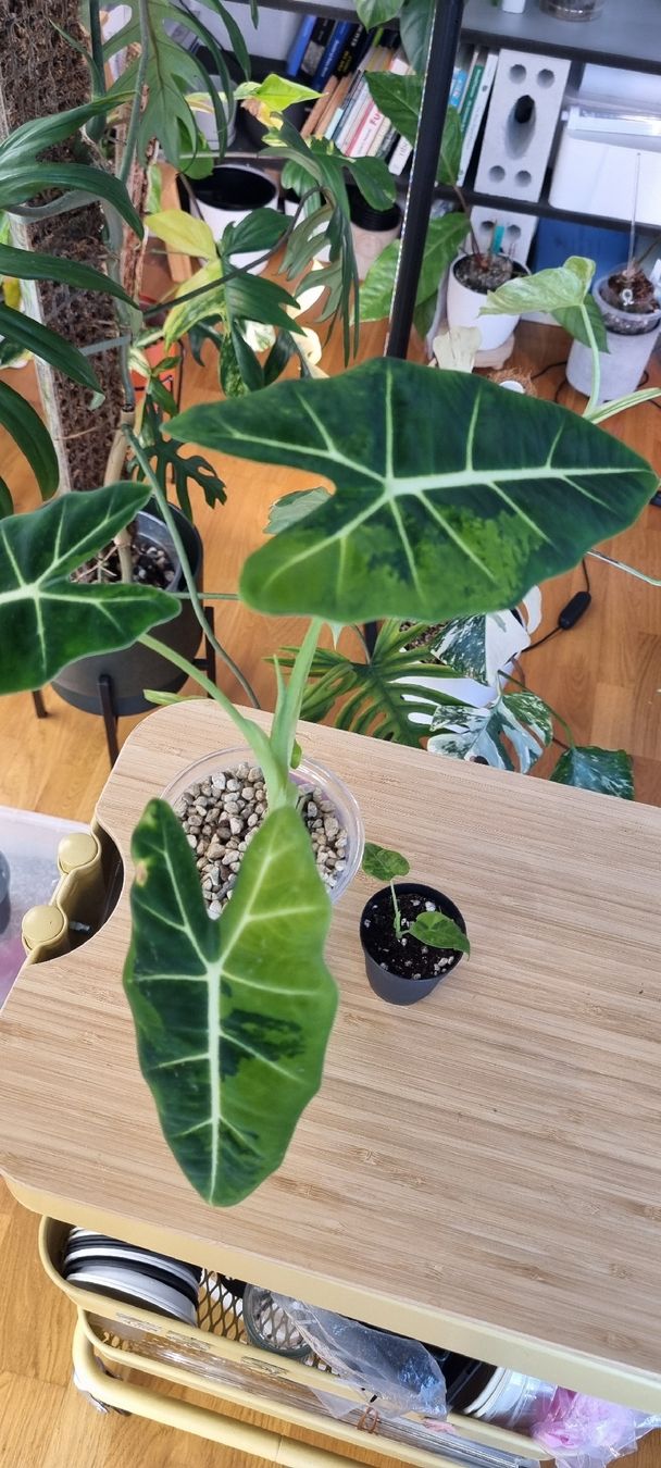 Piante & sementi: Alocasia Frydek GoG – Nuovo e nell'imballaggio originale da Wallenwil venduto da LadyLeaf_Ellis1 2