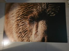 Original Foto von David Bittner - Grizzly Bär 1 auf Alurahme