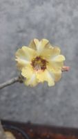 Wüstenrose / Adenium Obesum gelb veredelte Pflanze