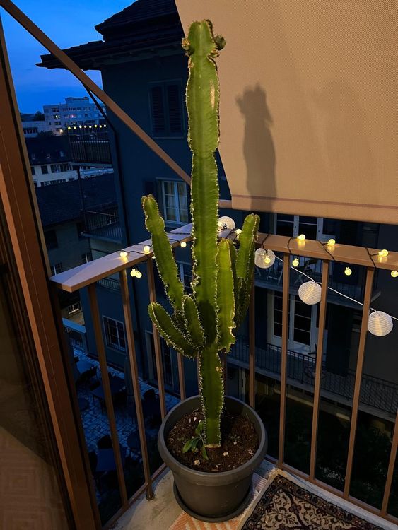 Kaktus aus Südfrankreich Kakteen Gautschi Euphorbia eritrea (Neu ...