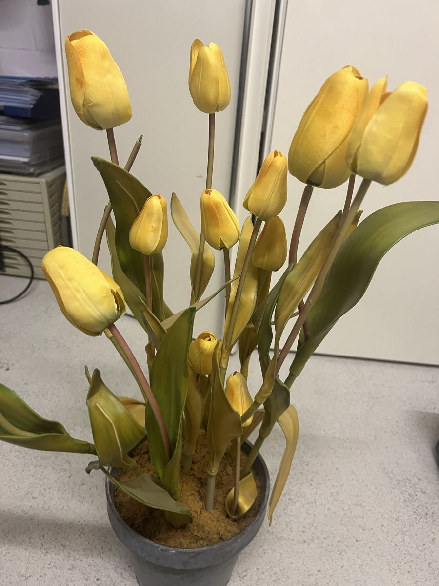 Globus Toutes les décorations: Künstliche Dekotulpen – D'occasion à Bülach par Cucculi