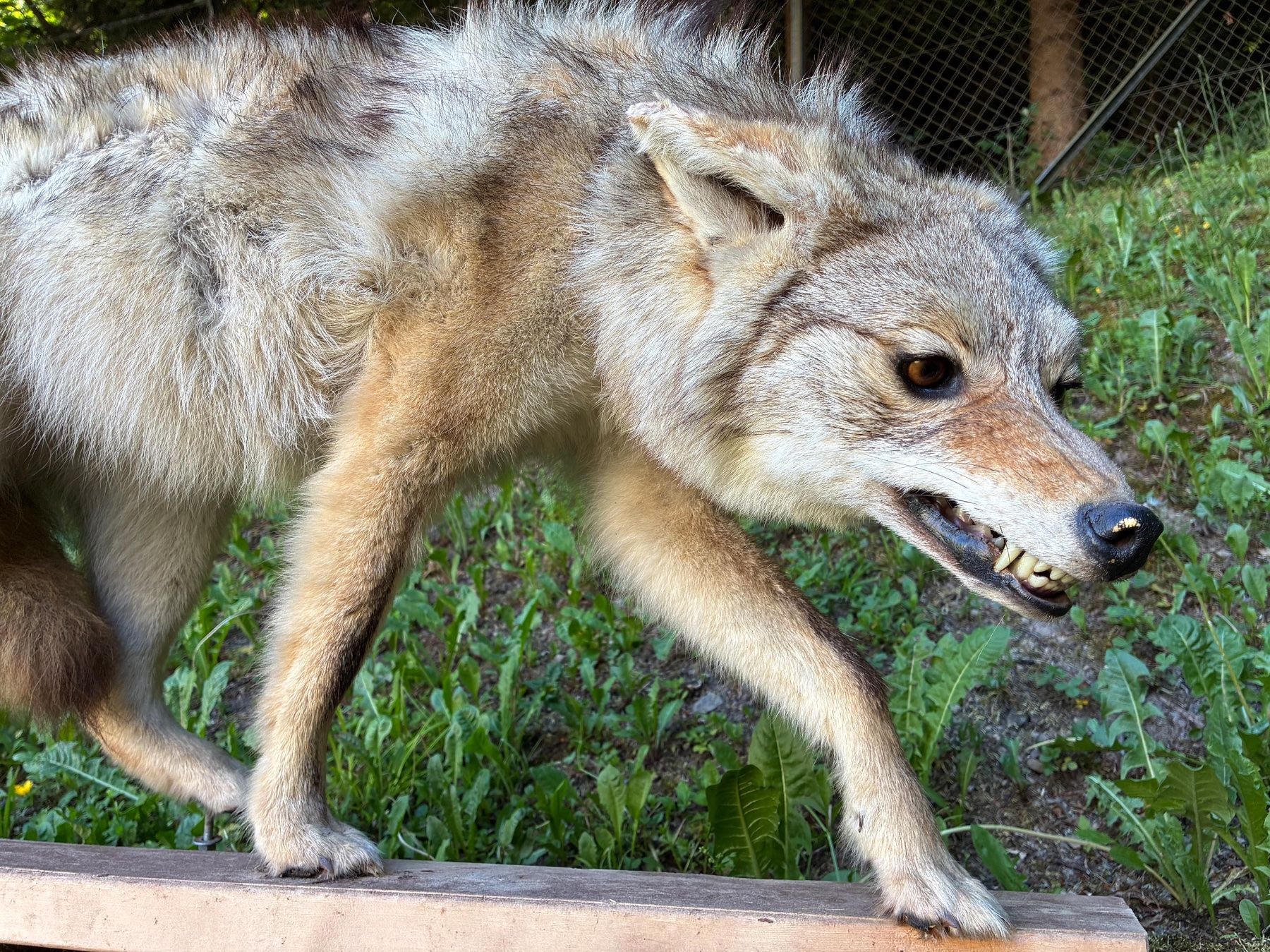 Il mondo degli animali: Kojote aus Amerika – Usato da Bäretswil venduto da robsonantik 3
