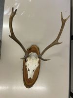Geweih Hirsch auf Holzplatte