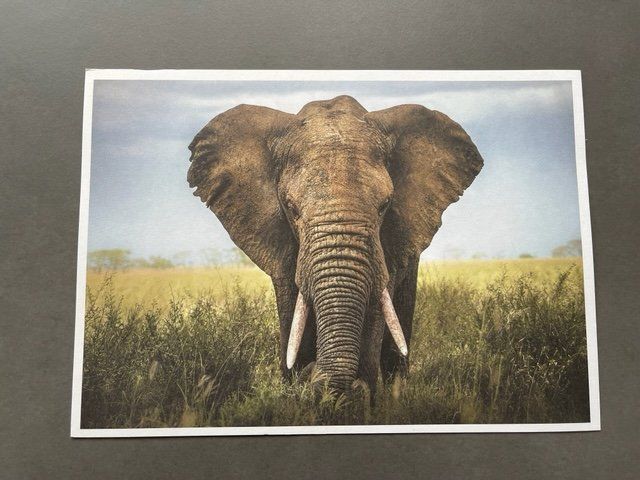 Foto & Immagini: ELEFANTEN  BILD - AFRIKANISCHER ELEFANT – Nuovo (secondo la descrizione) da Honau venduto da sainj
