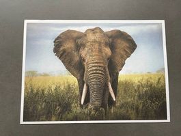 ELEFANTEN  BILD - AFRIKANISCHER ELEFANT