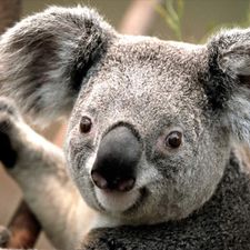 Profile image of SchoggiW