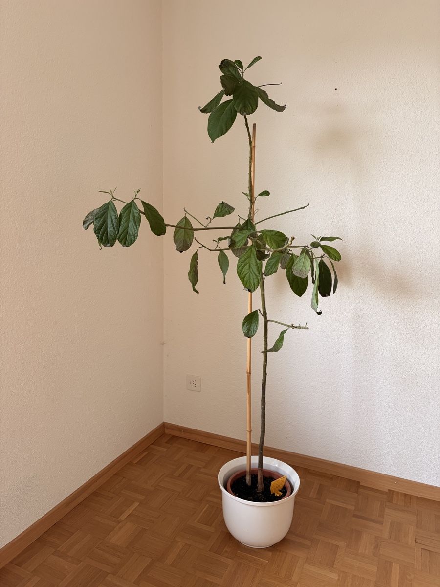 Piante & sementi: Avocado Pflanze – Usato da Oberkirch LU venduto da michelehubr