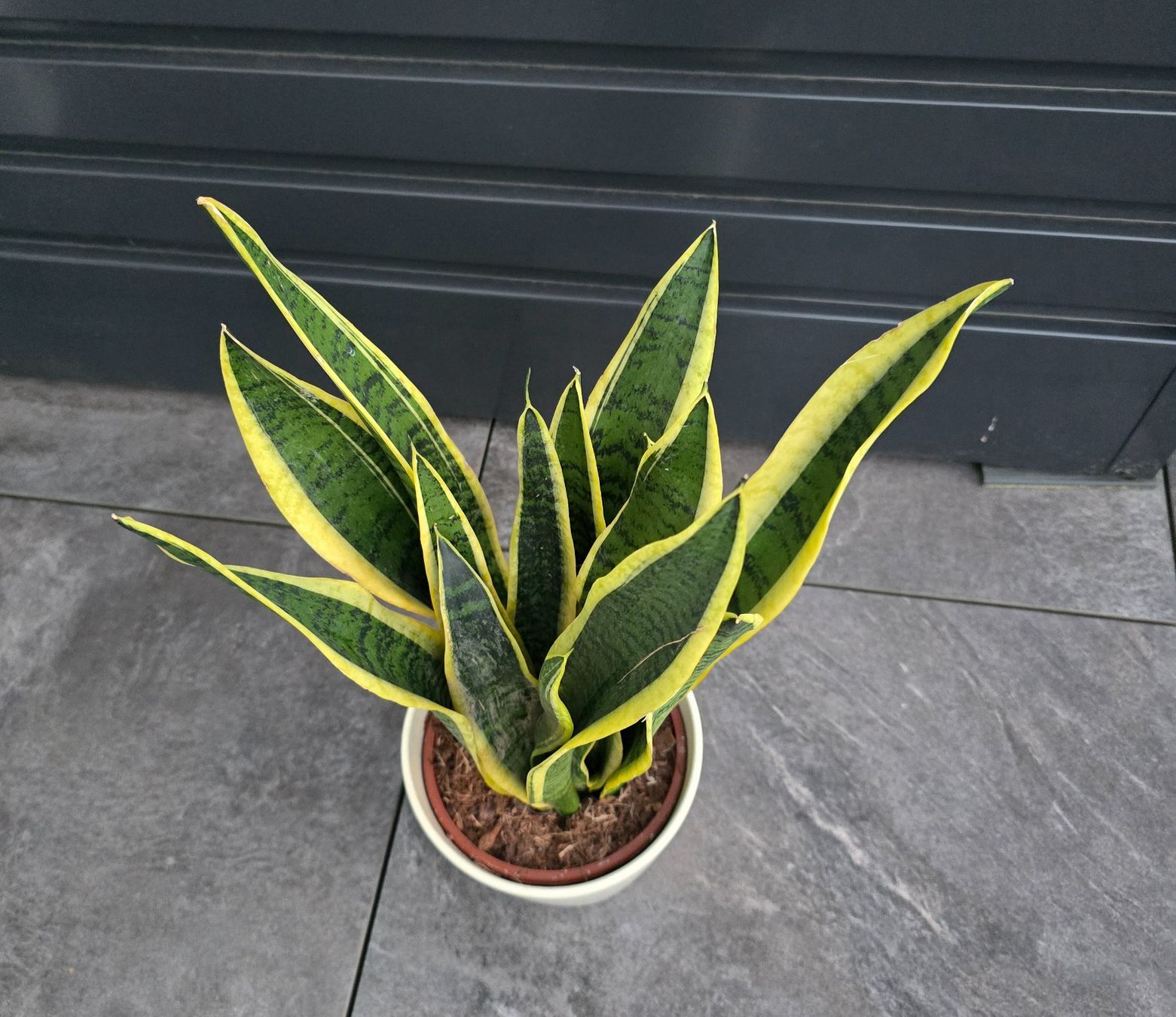 Piante & sementi: Sansevieria, Bogenhanf Zimmerpflanze mit Topf – Nuovo (secondo la descrizione) da Aarburg venduto da Glitzerschein 2