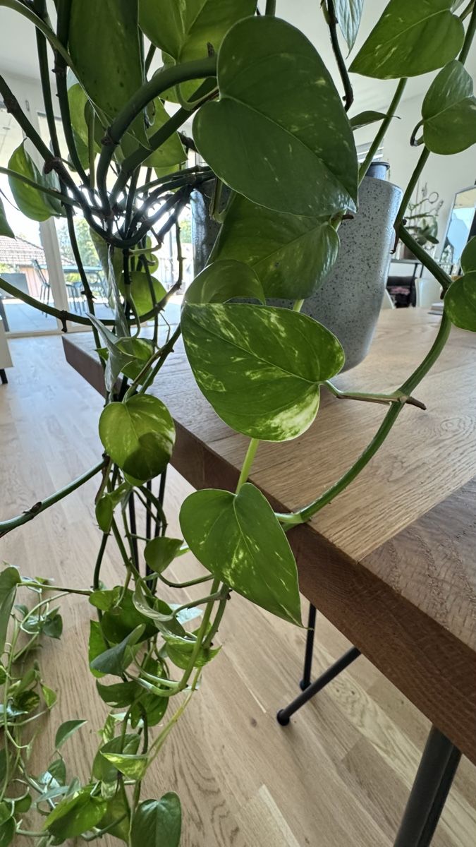 Piante & sementi: Goldene Efeutute Epipremnum Aureum – Nuovo (secondo la descrizione) da Thun venduto da DascheLii 3