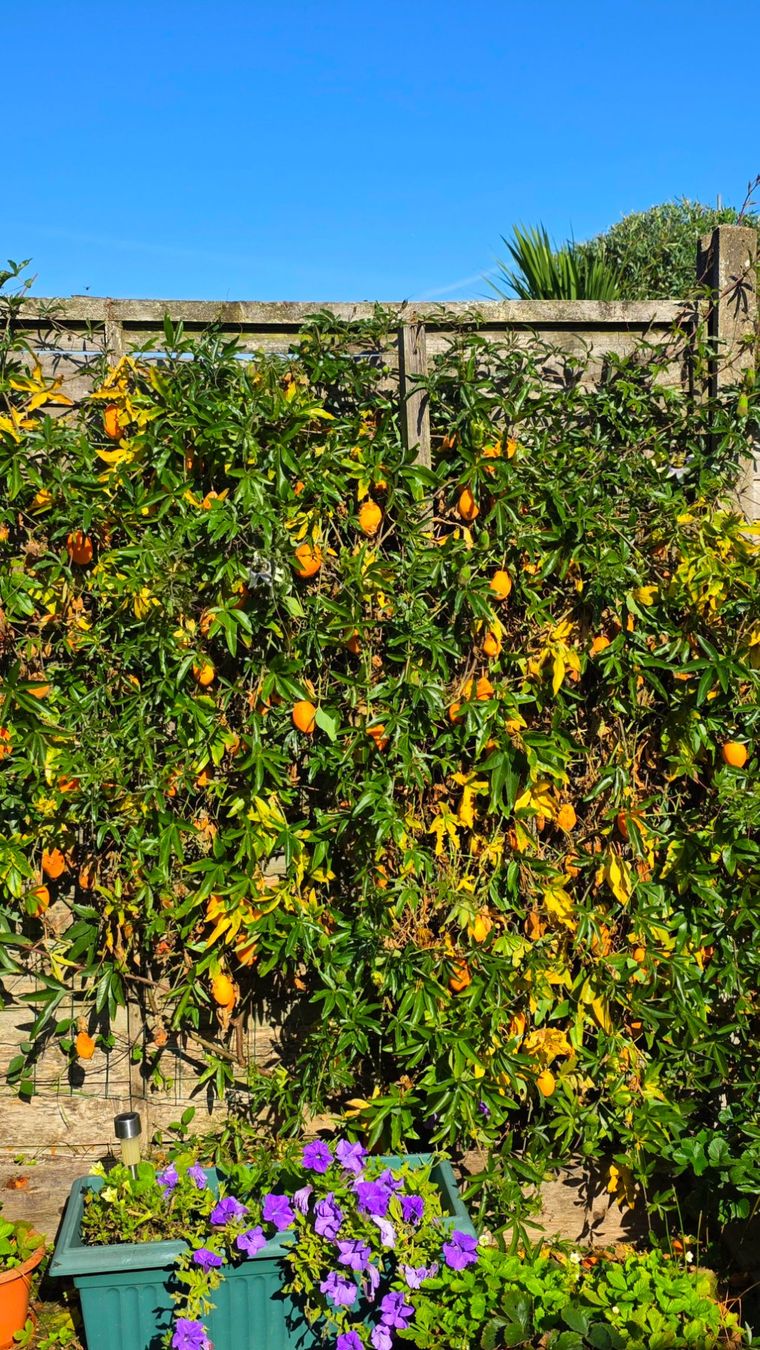 Piante & sementi: 🌺Passiflora/Passionsblume Samen – Nuovo (secondo la descrizione) da Zürich venduto da The_Plant_Wizard 3