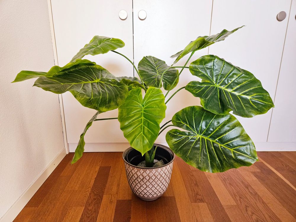 Elefantenohr-Rhizom - Winterharte Pflanze Für Garten & Balkon