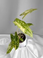 Alocasia Longiloba Thai Constellation Variegata