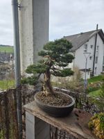 Wacholder Bonsai (juniperus chinensis shinpaku)