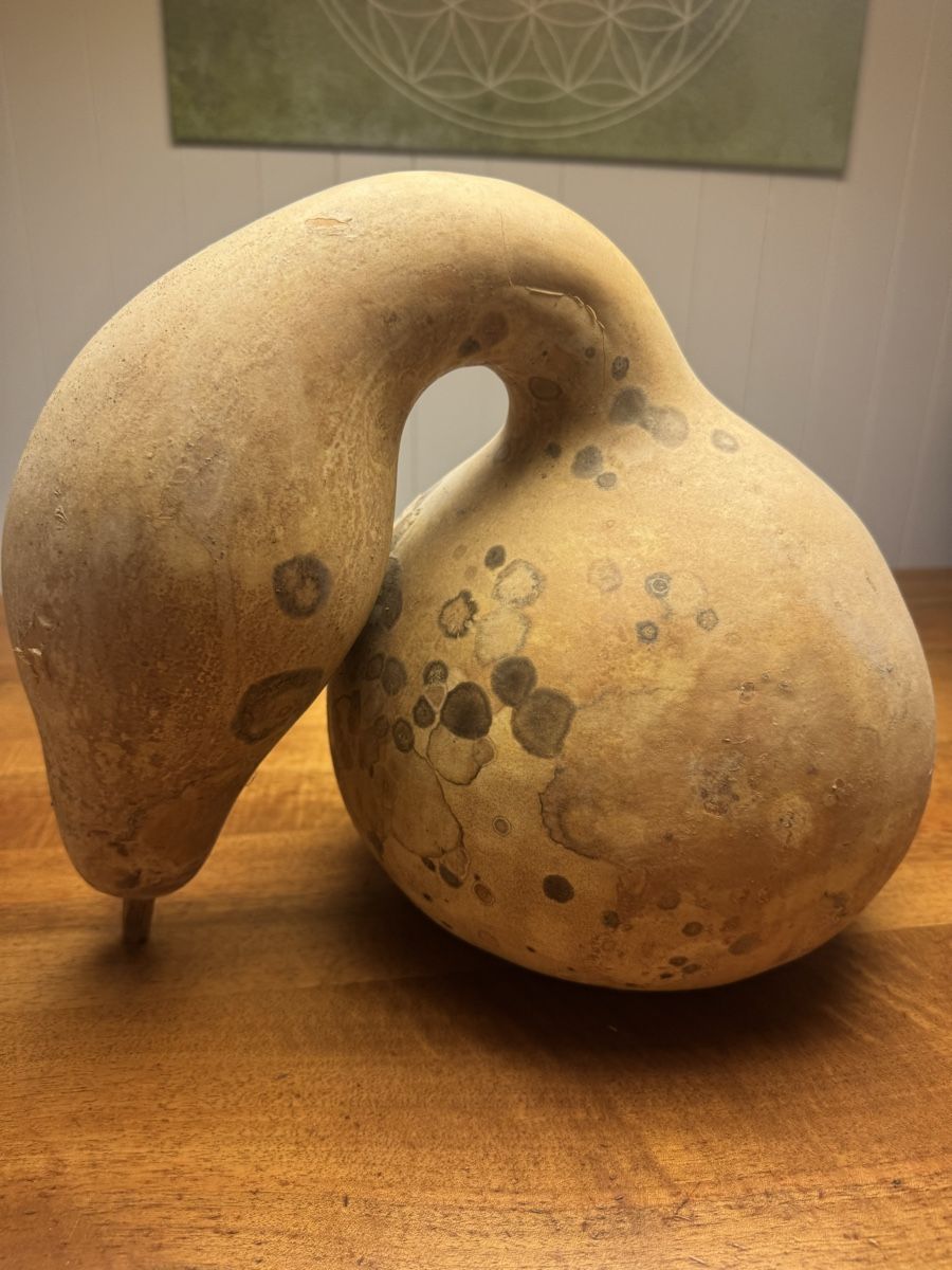 Tutte le decorazioni: Getrockneter Flaschenkürbis – Usato da Horgenberg venduto da pagi_11 1