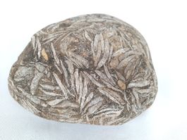 Fossilienstein mit schönen Fossilstrukturen