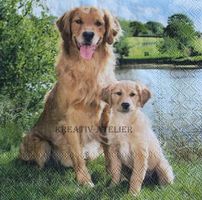 Serviette golden retriever (1124) 2Stk.