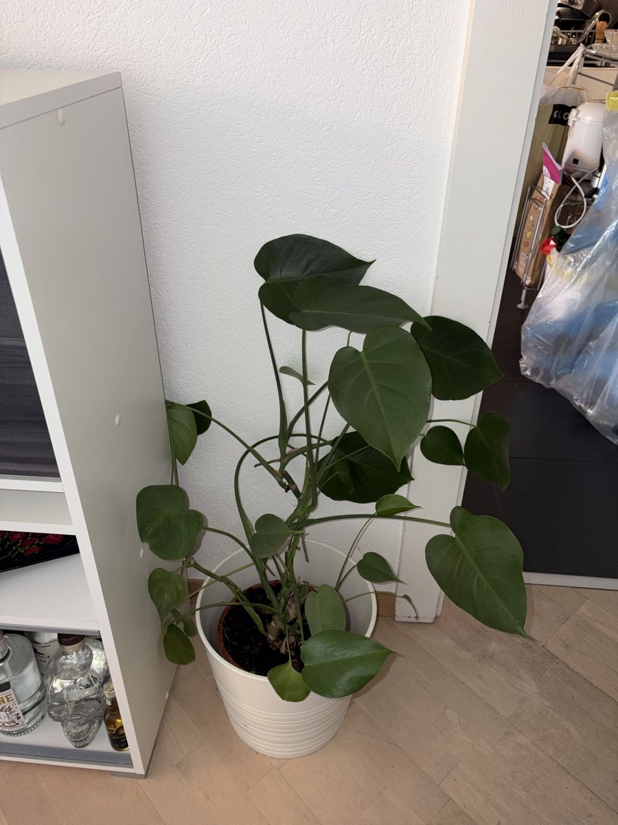 Piante & sementi: Plante d’intérieur – Usato da Pully venduto da ari_78pk 1